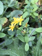 Hypericum tetrapterum