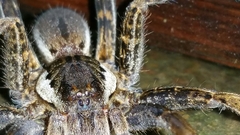 Ancylometes bogotensis