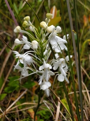 Platanthera blephariglottis conspicua