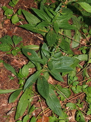 Digitalis grandiflora