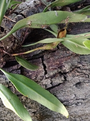 Pyrrosia adnascens