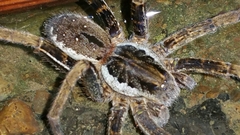 Ancylometes bogotensis