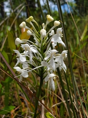Platanthera blephariglottis conspicua