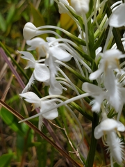 Platanthera blephariglottis conspicua