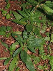 Digitalis grandiflora