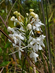 Platanthera blephariglottis conspicua