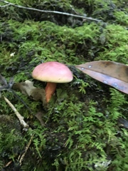 Boletus separans
