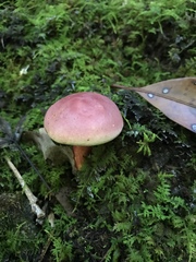 Boletus separans