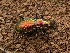 Carabus rutilans