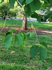 Magnolia acuminata
