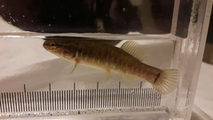 Umbra limi