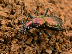 Carabus rutilans