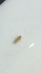 Ciriacreminae