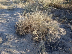 Ceratocarpus arenarius