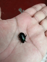 Paranomala cincta