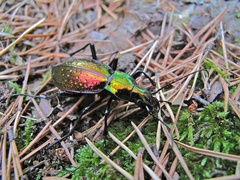 Carabus rutilans
