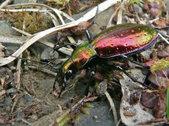 Carabus rutilans
