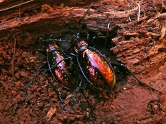 Carabus rutilans