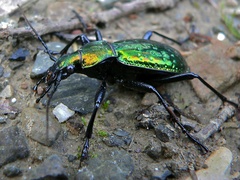 Carabus rutilans