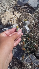 Tragopogon dasyrhynchus