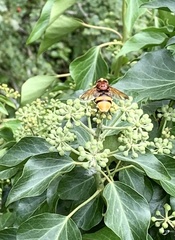 Volucella zonaria