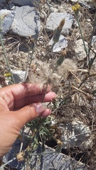 Tragopogon dasyrhynchus