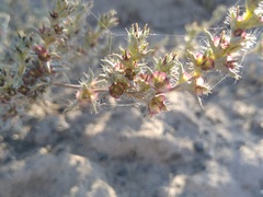 Pyankovia brachiata