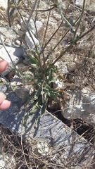 Tragopogon dasyrhynchus