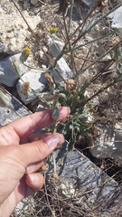 Tragopogon dasyrhynchus