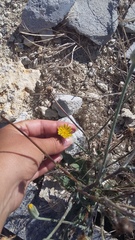 Tragopogon dasyrhynchus