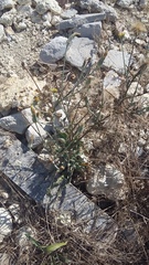 Tragopogon dasyrhynchus