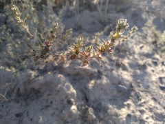 Pyankovia brachiata