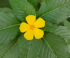 Turnera ulmifolia