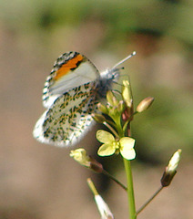 Anthocharis thoosa