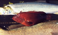 Cephalopholis sonnerati