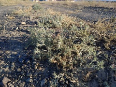 Ceratocarpus arenarius