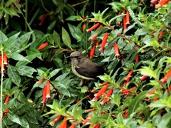 Cinnyris venustus