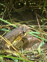 Rhinella henseli