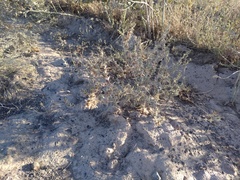 Pyankovia brachiata
