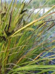 Carex kelloggii