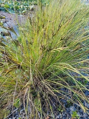 Carex kelloggii