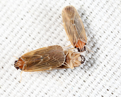 Synecdoche impunctata