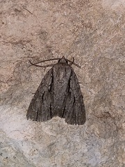 Acronicta lobeliae