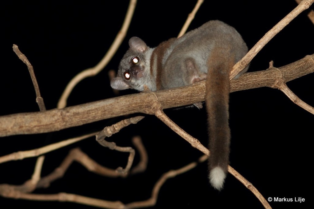 Milne-Edwards' Sportive Lemur