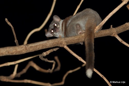 Milne-Edwards' Sportive Lemur