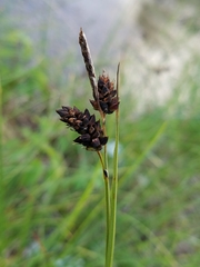 Carex stylosa