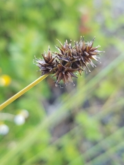 Carex echinata phyllomanica