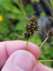 Carex echinata phyllomanica
