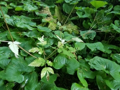 Osmorhiza purpurea