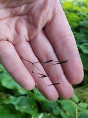 Osmorhiza purpurea